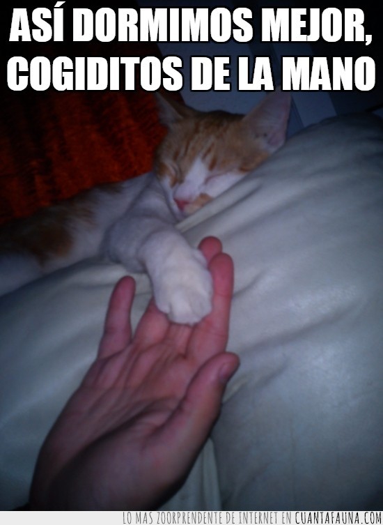 Gato,Dormir,Mano,Felicidad,Oliver,Pata,Patita